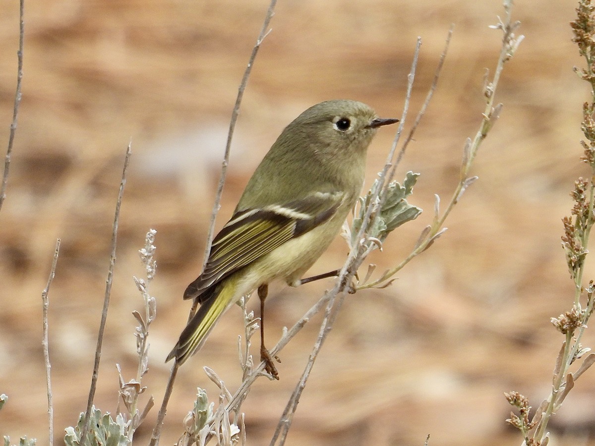 ルビーキクイタダキ - ML645198638