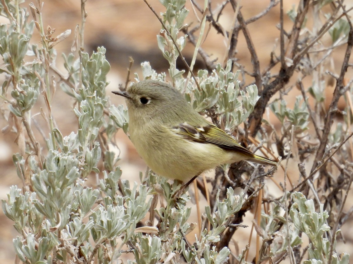 ルビーキクイタダキ - ML645198639