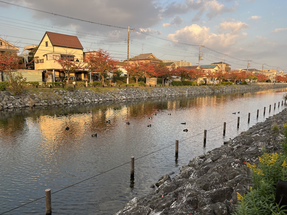 鳳頭潛鴨 - ML645198644