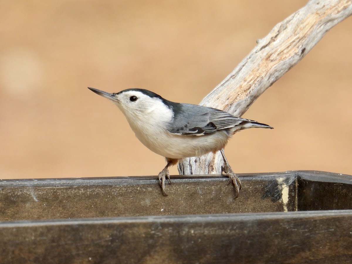 ムナジロゴジュウカラ - ML645198645