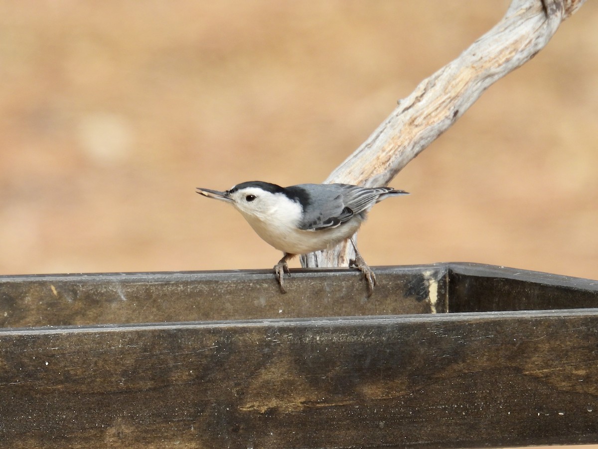 ムナジロゴジュウカラ - ML645198646