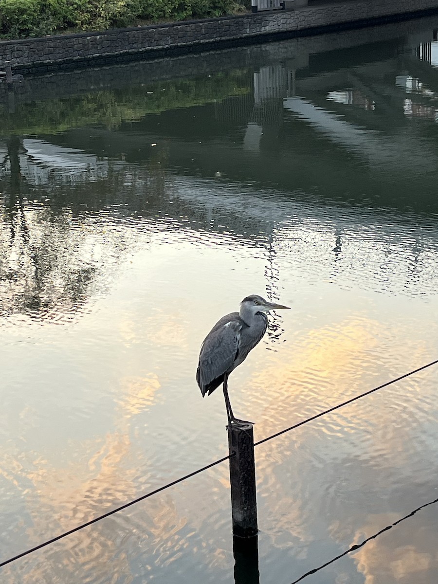 蒼鷺 - ML645198648