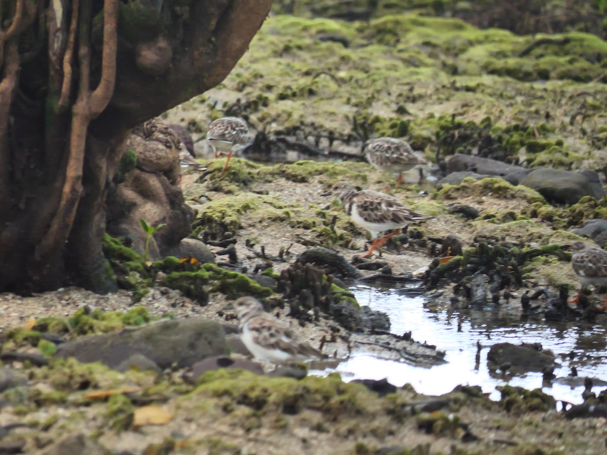 キョウジョシギ - ML645198650