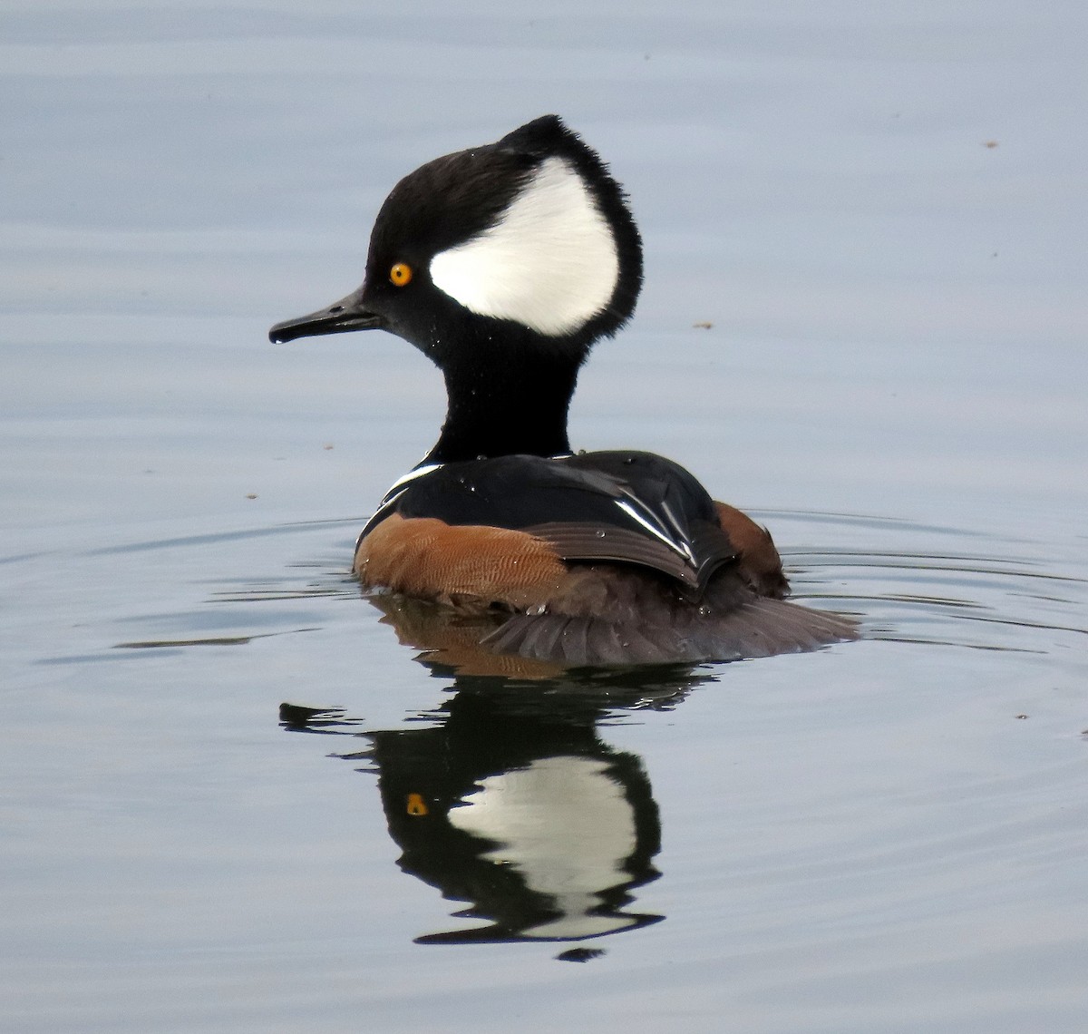 オウギアイサ - ML645198651