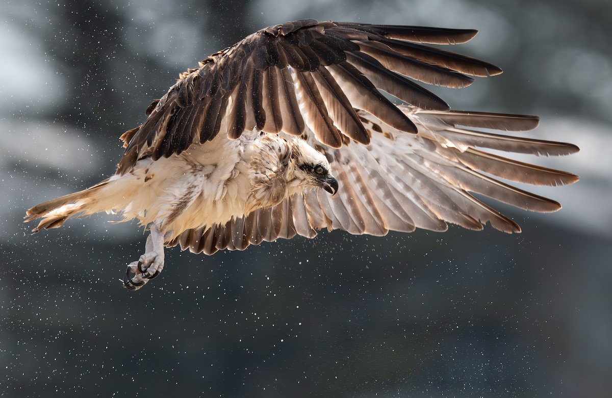 ミサゴ - ML645198653