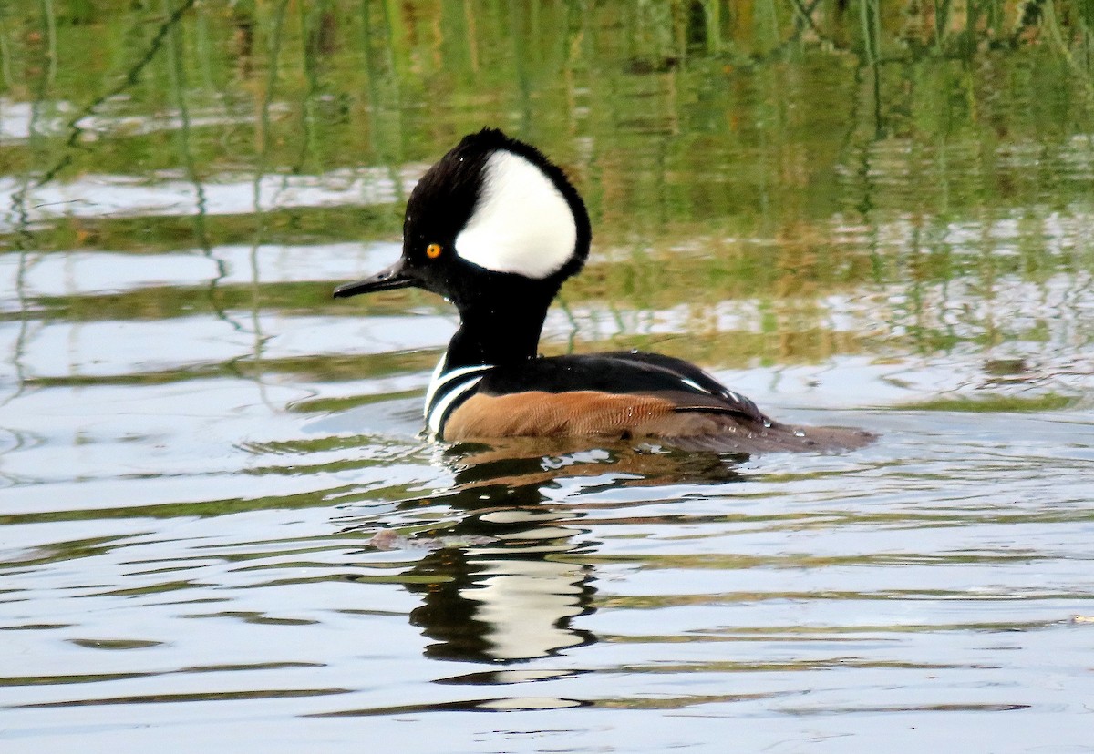 オウギアイサ - ML645198655