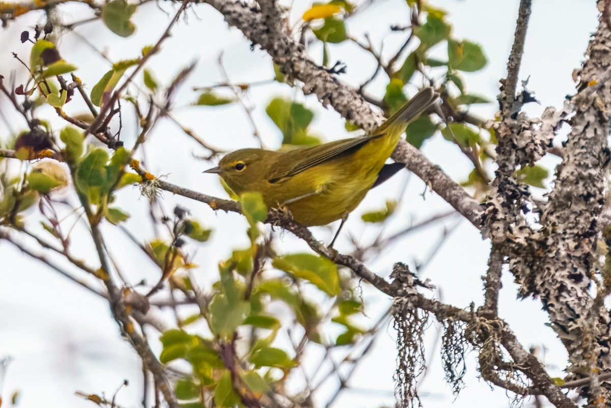 サメズアカアメリカムシクイ - ML645198656