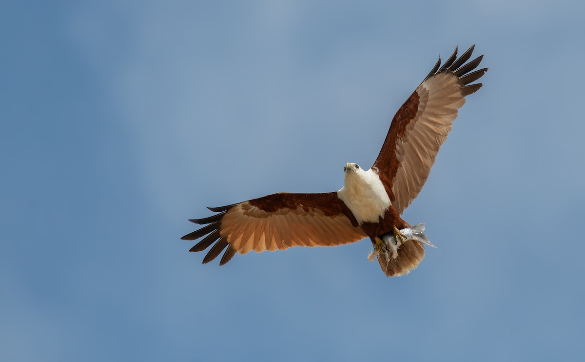 シロガシラトビ - ML645198657