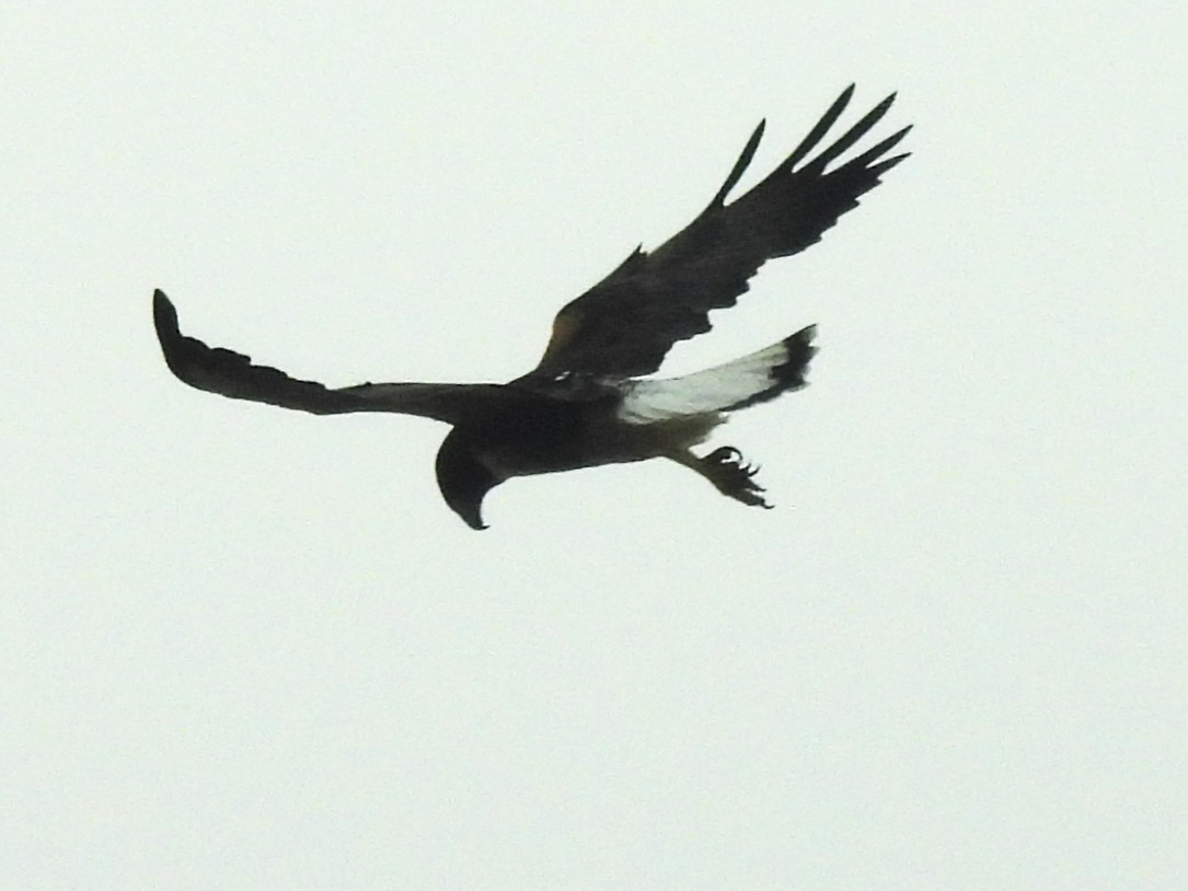 オジロノスリ - ML645198658