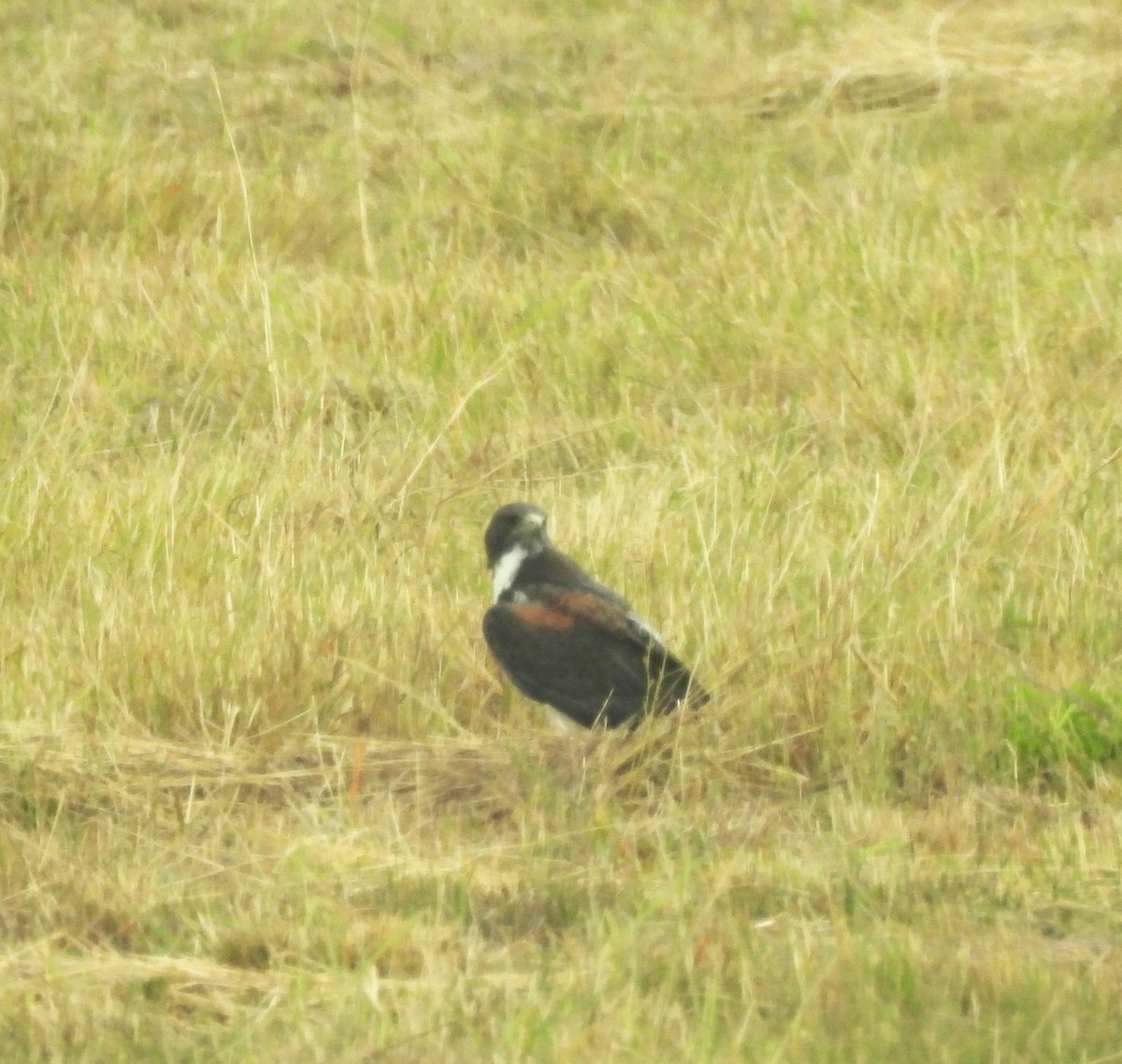 オジロノスリ - ML645198660