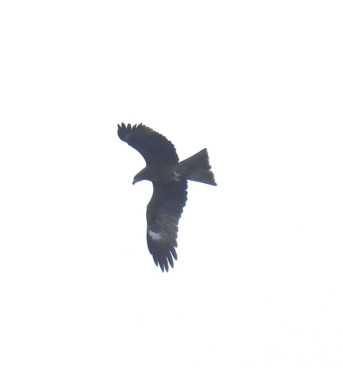 トビ - ML645198661