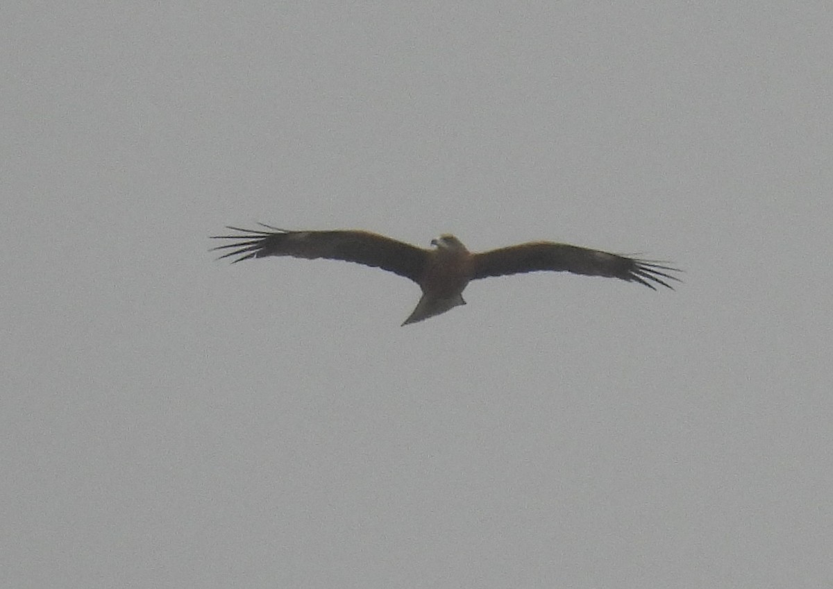 トビ - ML645198662