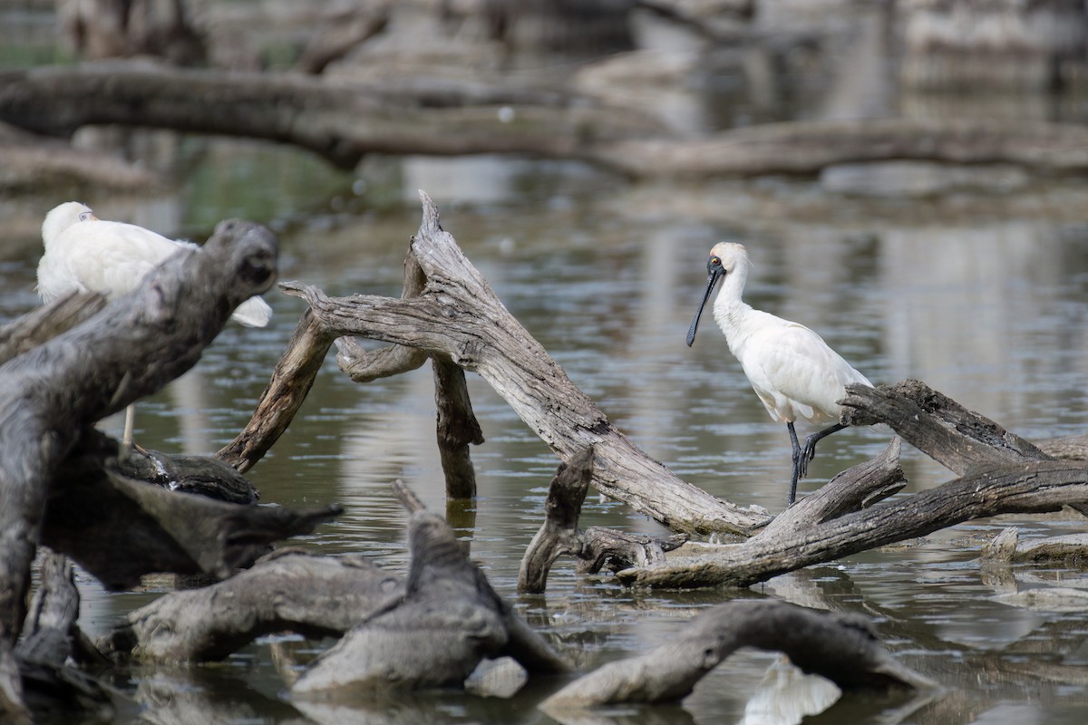 オーストラリアヘラサギ - ML645198663