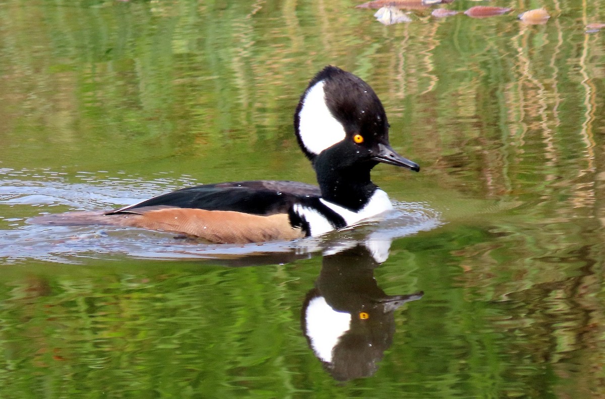 オウギアイサ - ML645198664