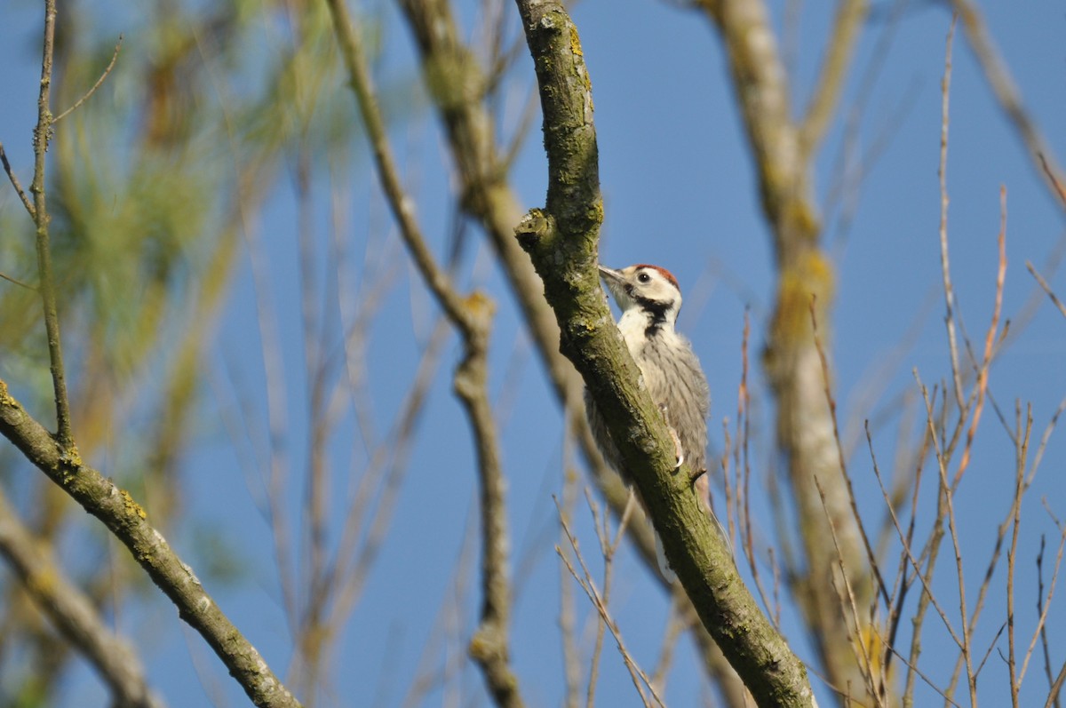 オオアカゲラ - ML645198665