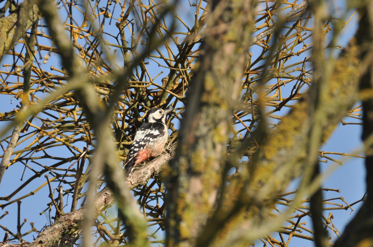 オオアカゲラ - ML645198666