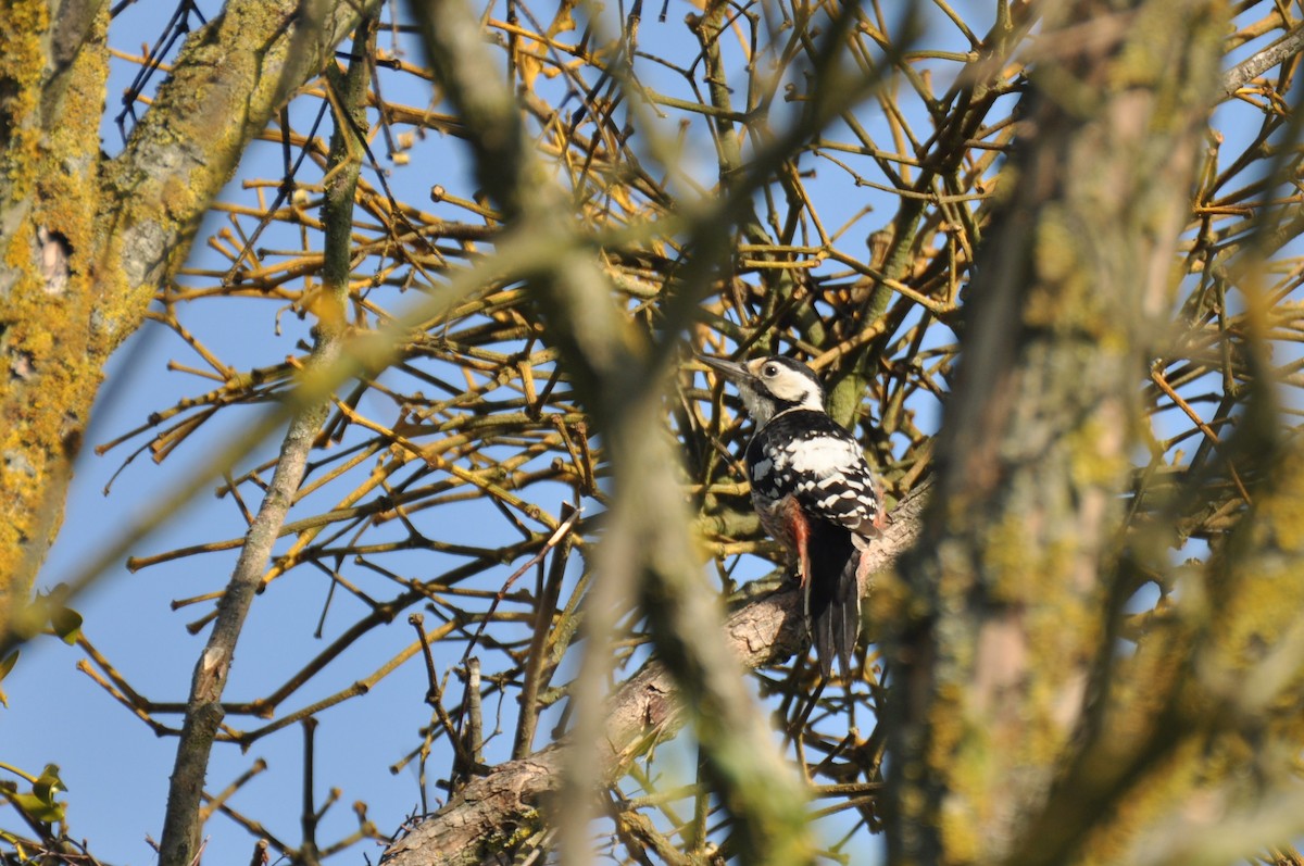 オオアカゲラ - ML645198667