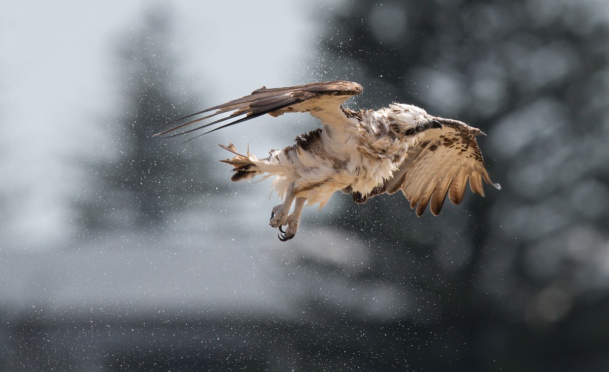 ミサゴ - ML645198670