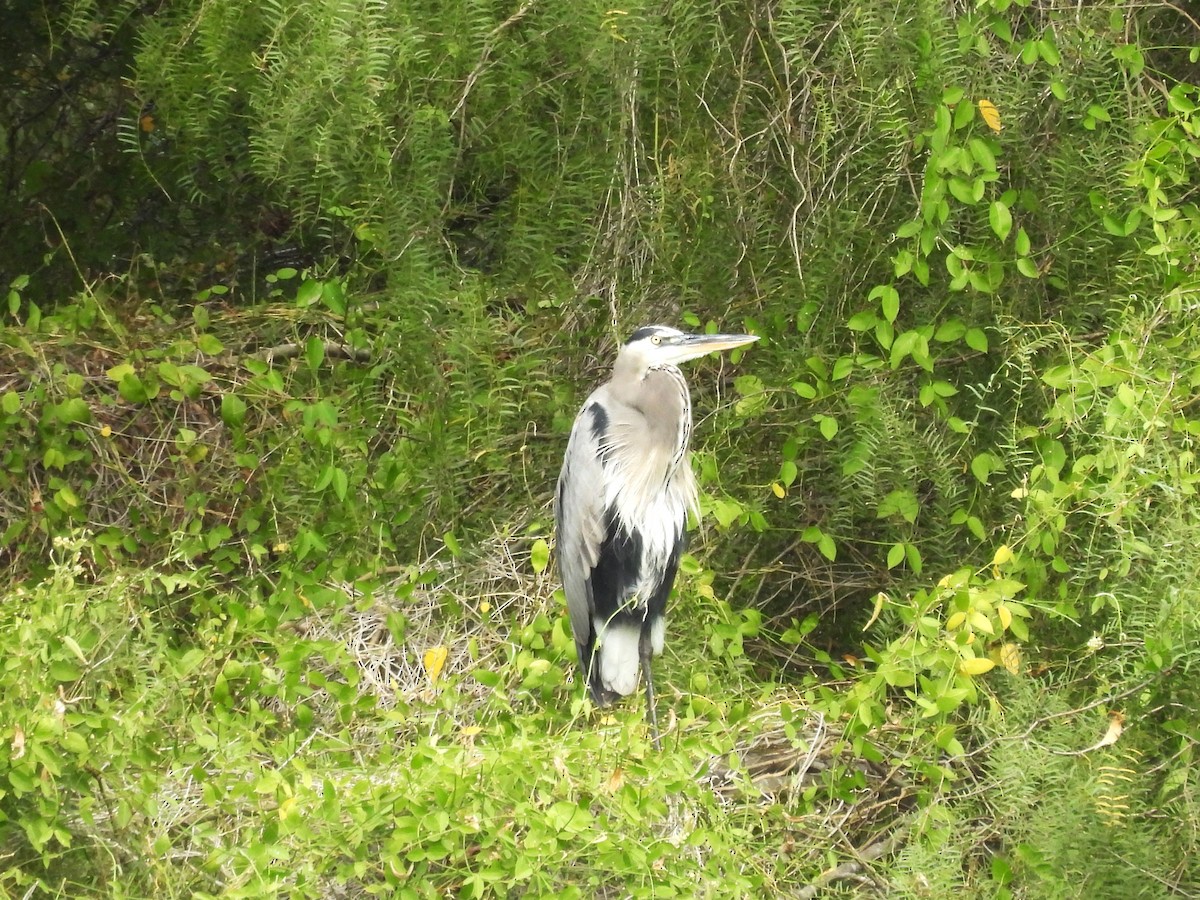 オオアオサギ - ML645198672