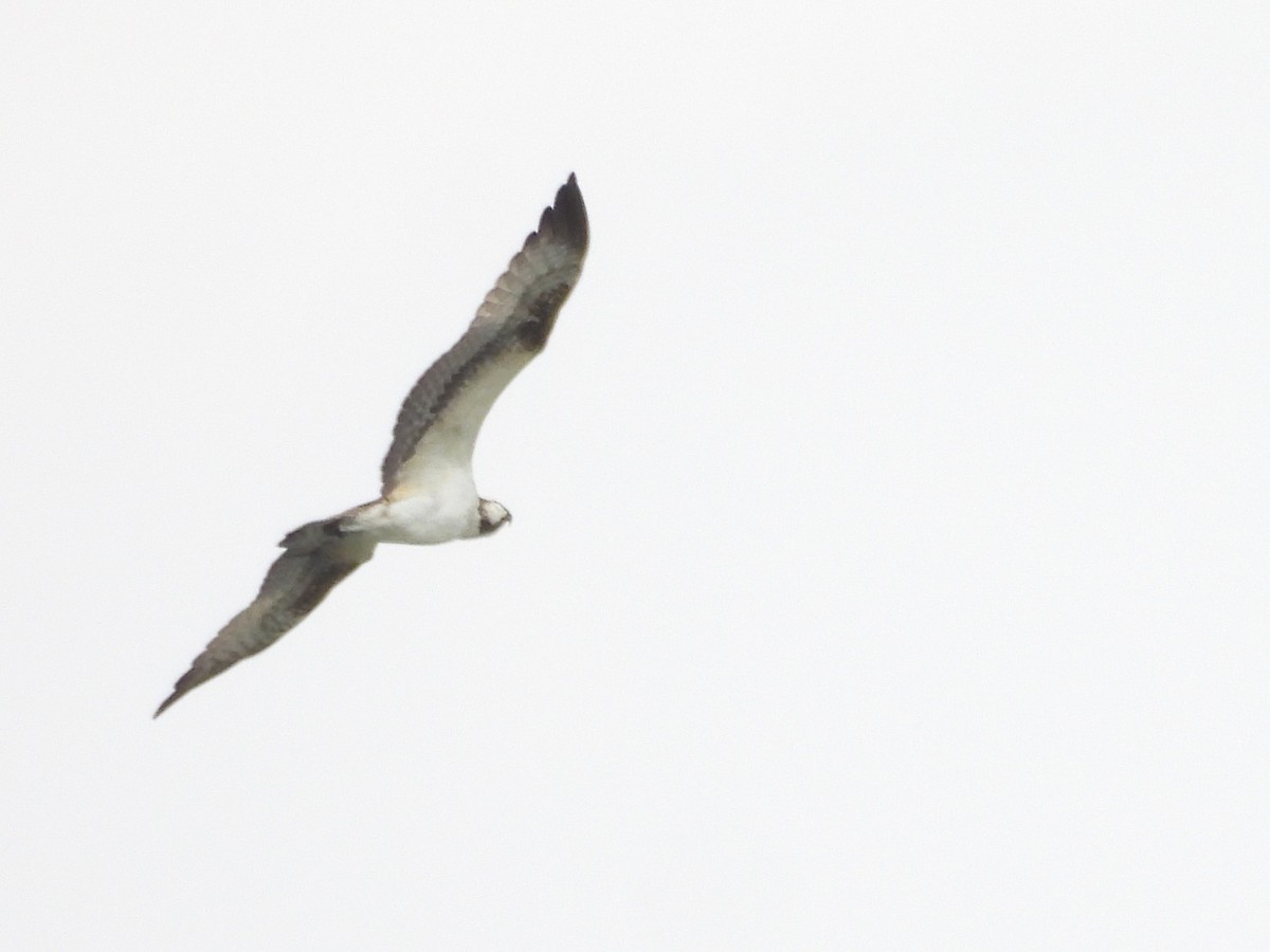 ミサゴ - ML645198674