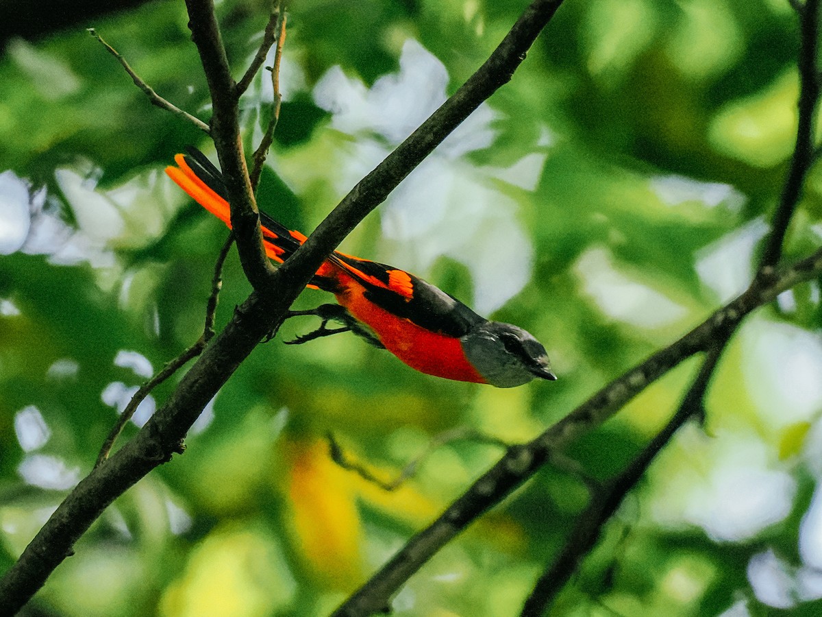 Личинкоїд сірощокий - ML645198676