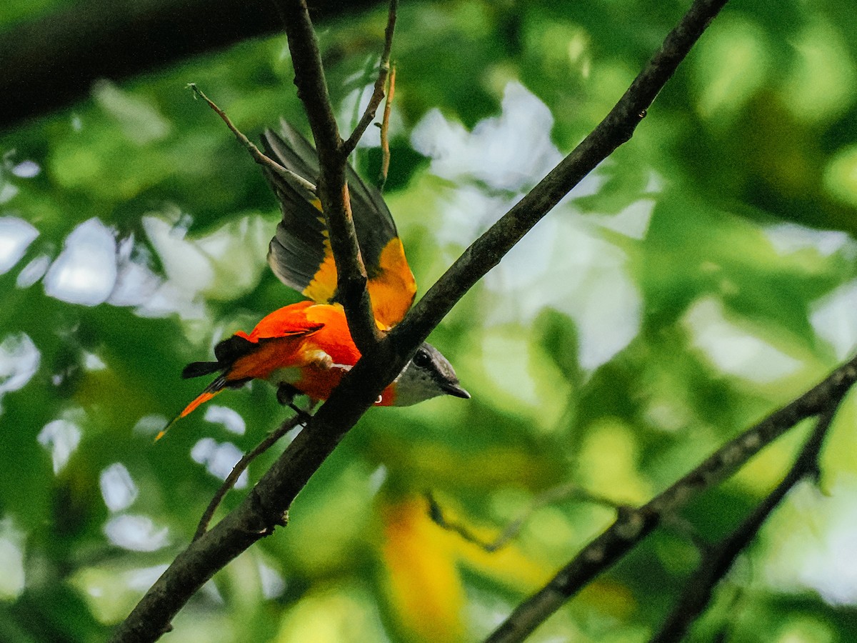 Личинкоїд сірощокий - ML645198678