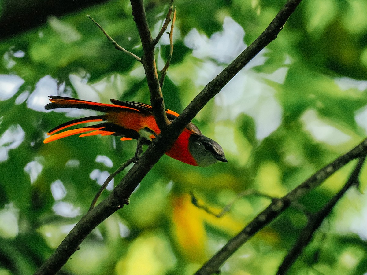 Личинкоїд сірощокий - ML645198680