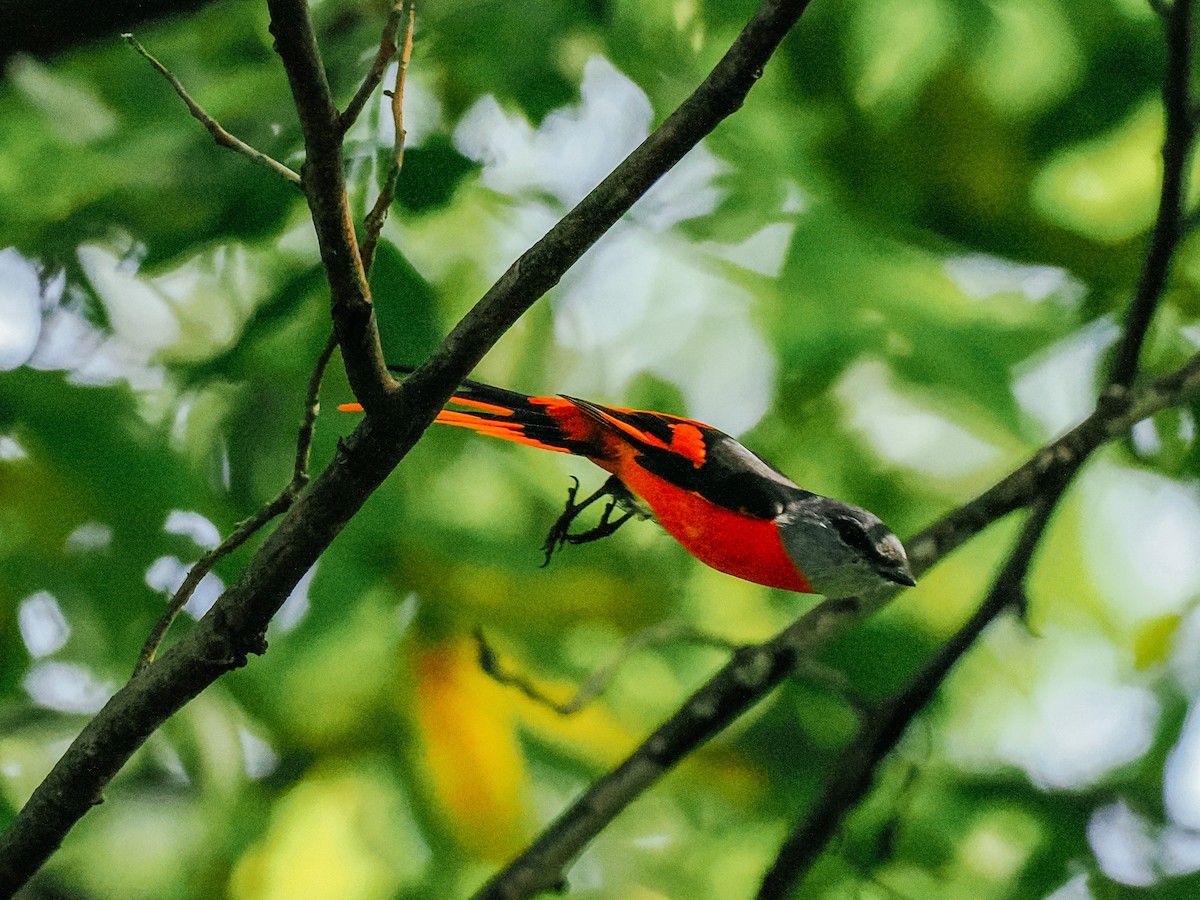 Личинкоїд сірощокий - ML645198681