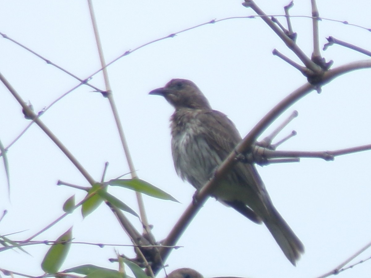 Australasian Figbird - ML645198686