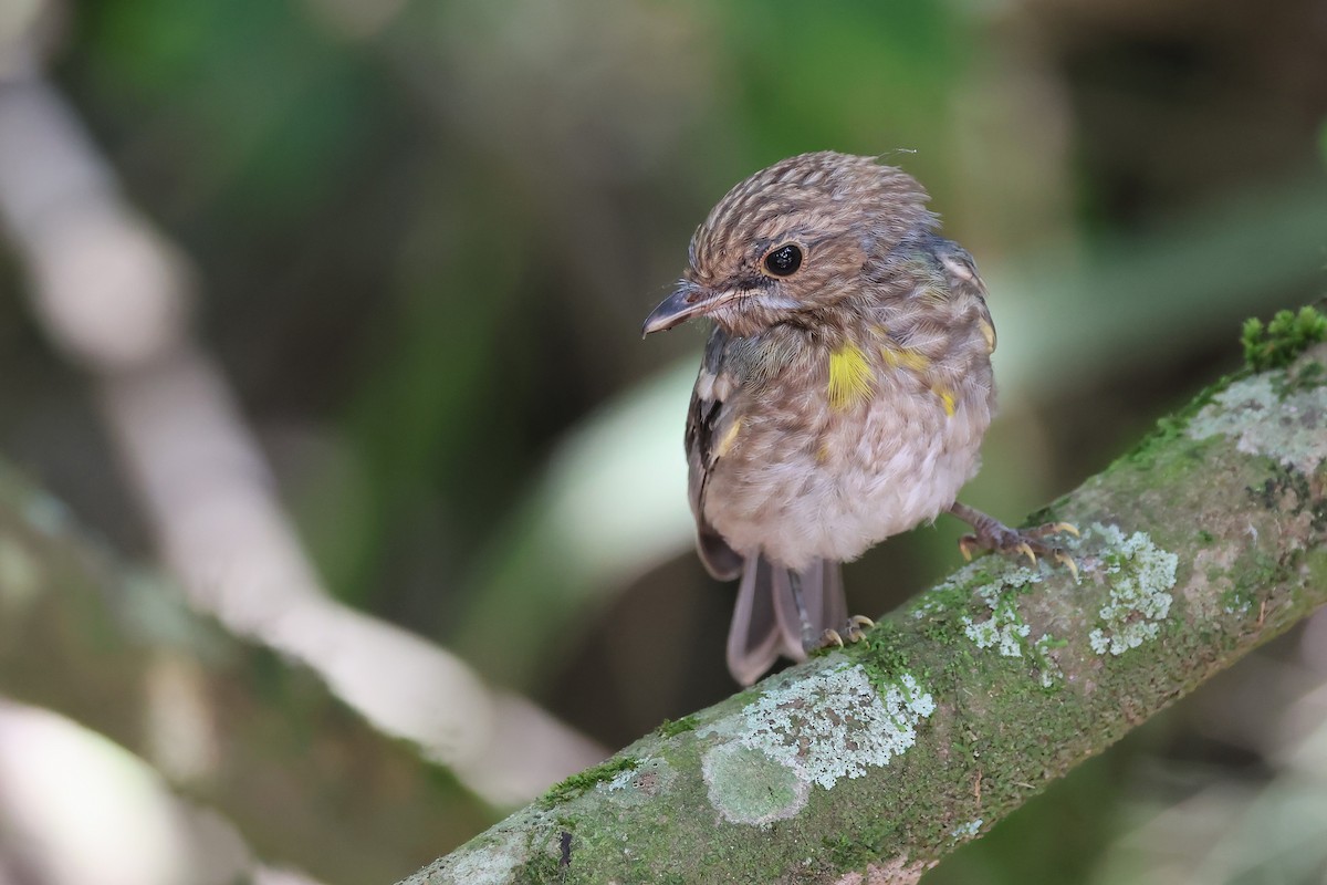 Doğulu Sarı Bülbül - ML645198731