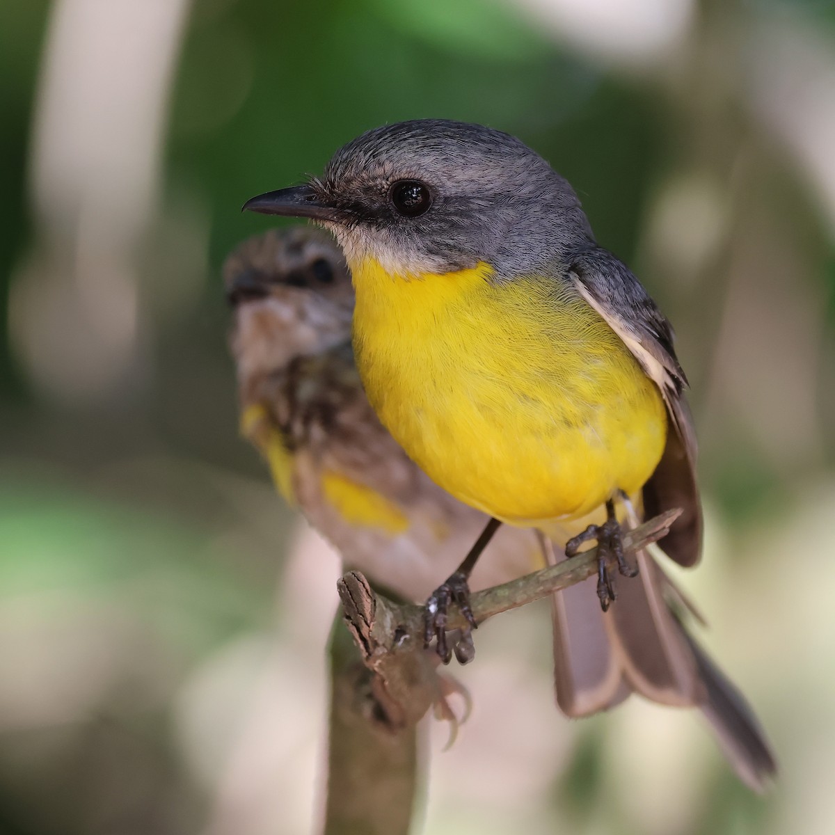 Doğulu Sarı Bülbül - ML645198732