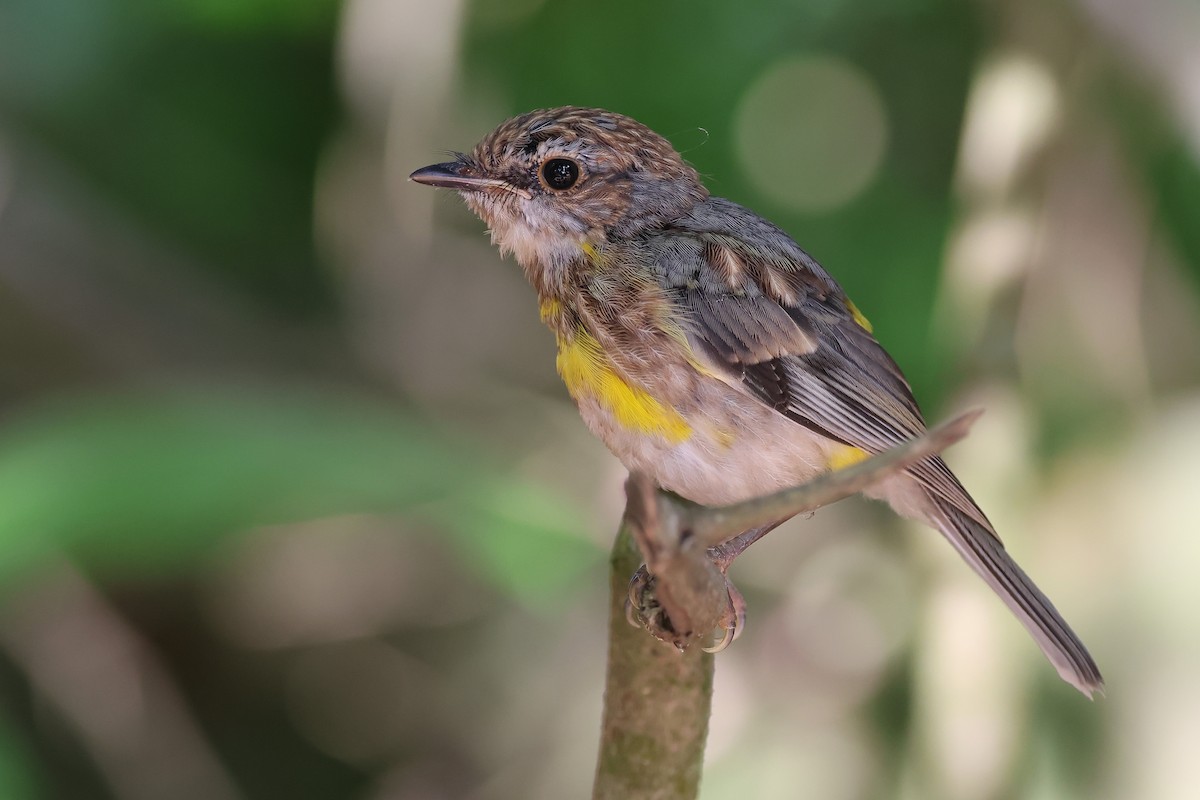 Doğulu Sarı Bülbül - ML645198733