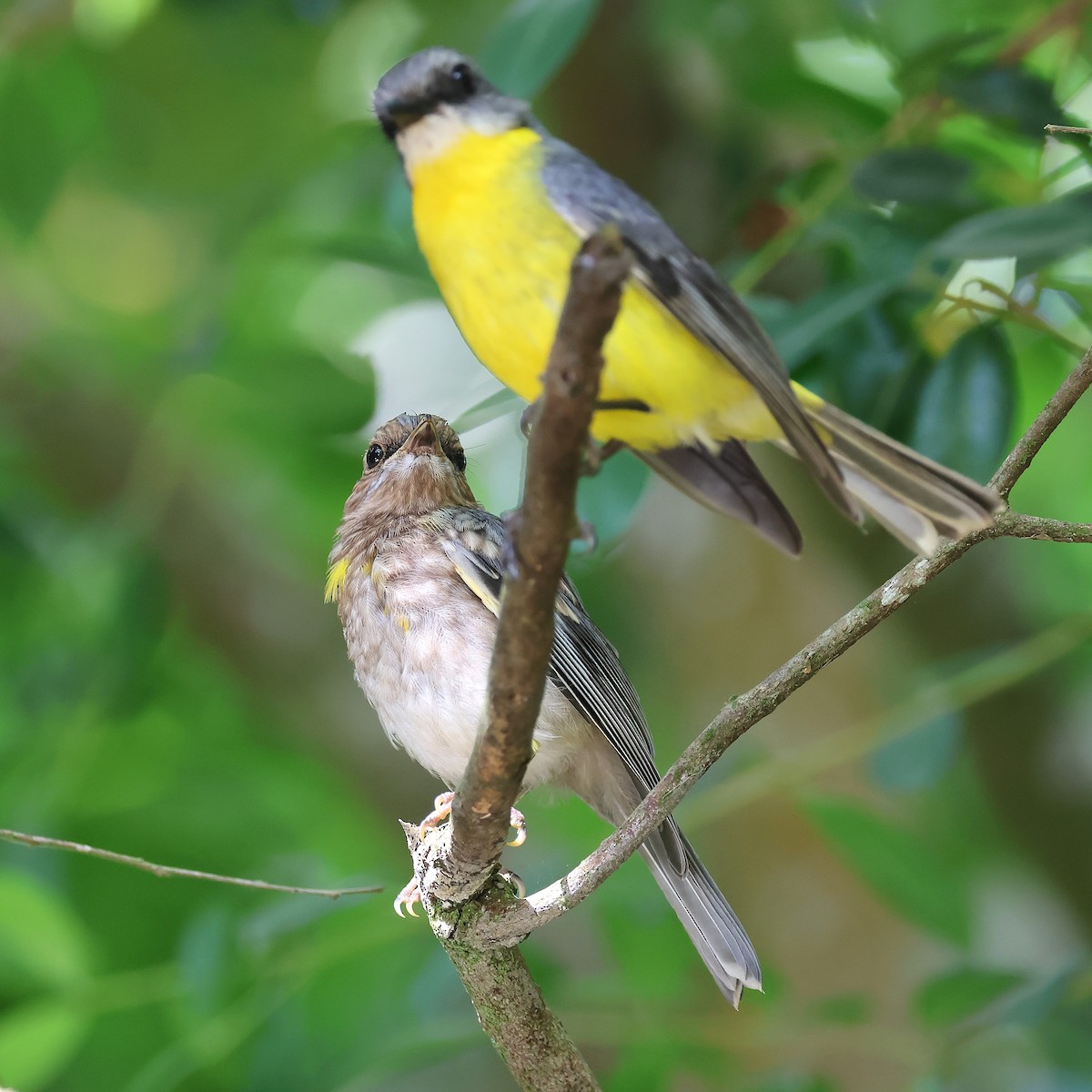 Doğulu Sarı Bülbül - ML645198734