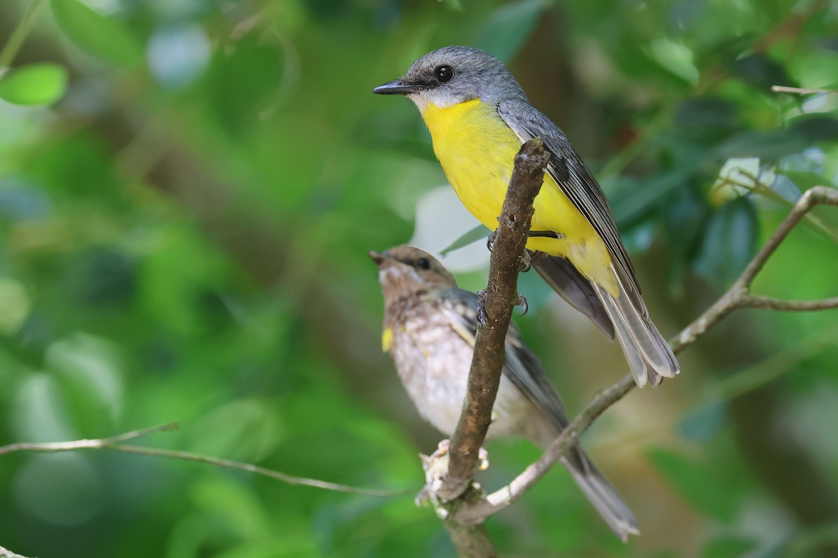 Doğulu Sarı Bülbül - ML645198735