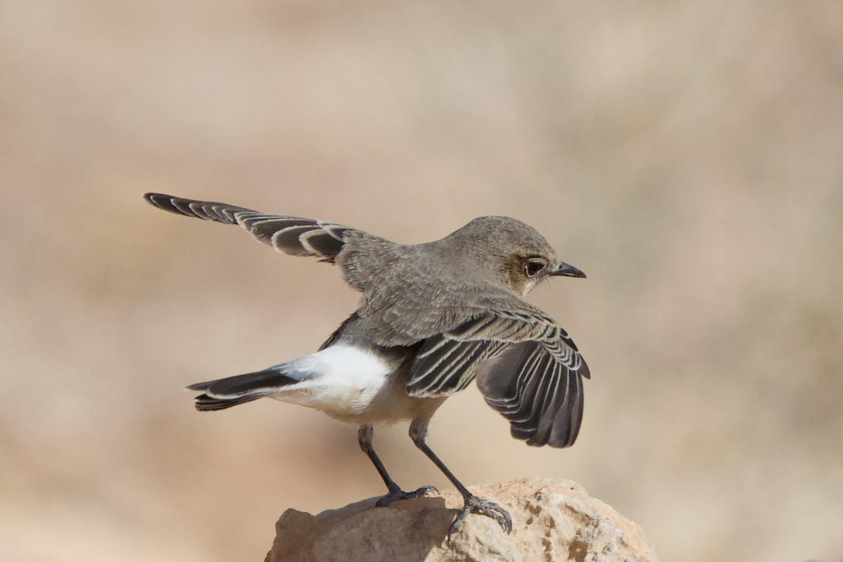 Pied Wheatear - ML645198764