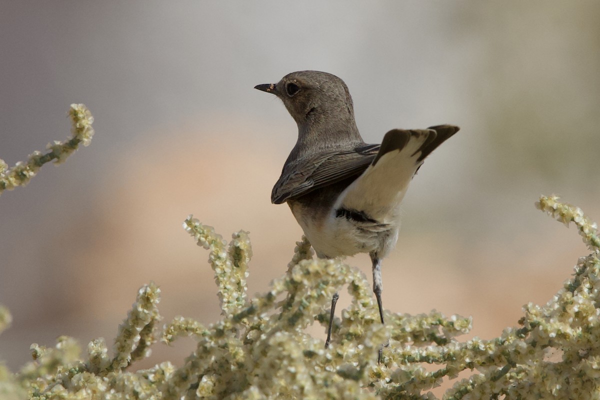 Pied Wheatear - ML645198765