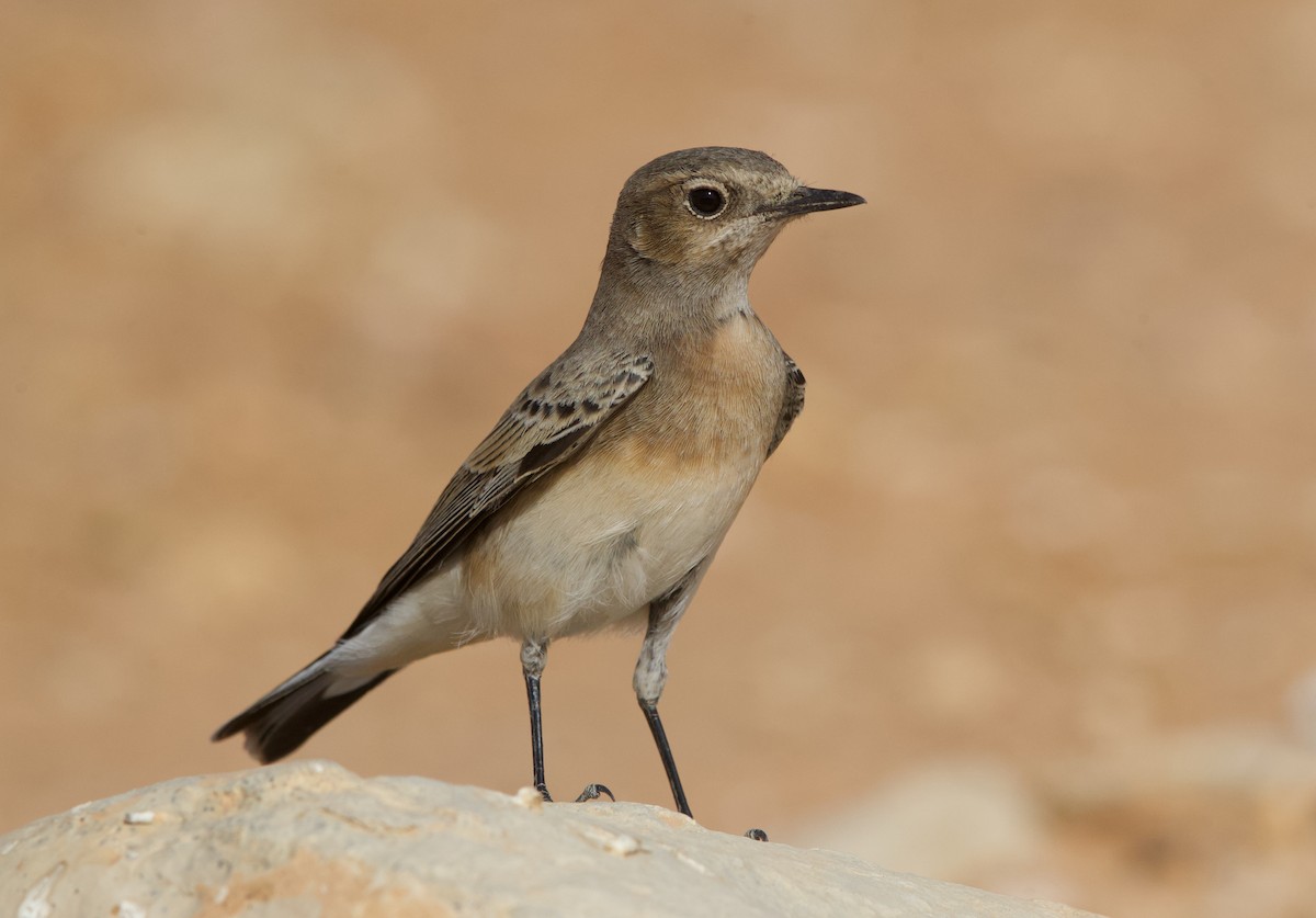 Pied Wheatear - ML645198767