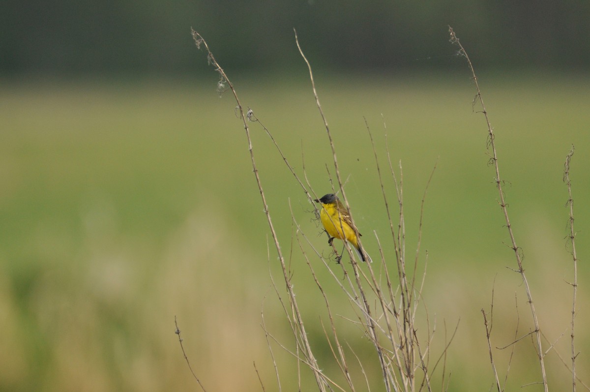 Western Yellow Wagtail (thunbergi) - ML645198783