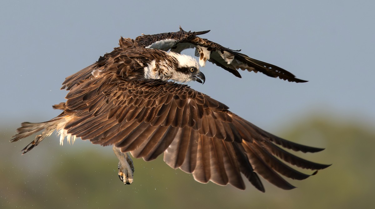 Osprey - ML645198785