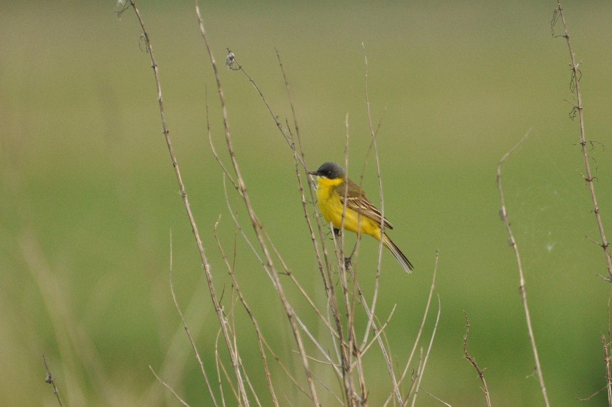 Western Yellow Wagtail (thunbergi) - ML645198786