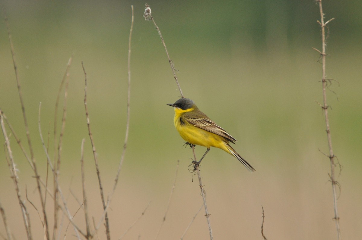 Western Yellow Wagtail (thunbergi) - ML645198787