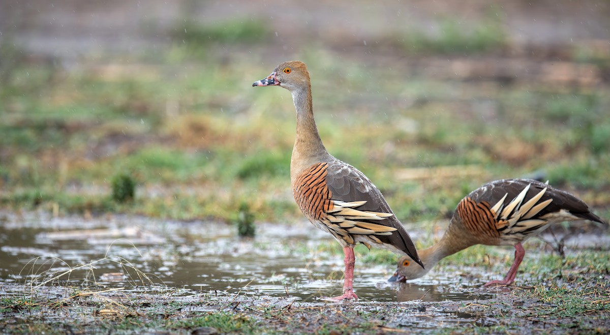 Plumed Whistling-Duck - ML645198818