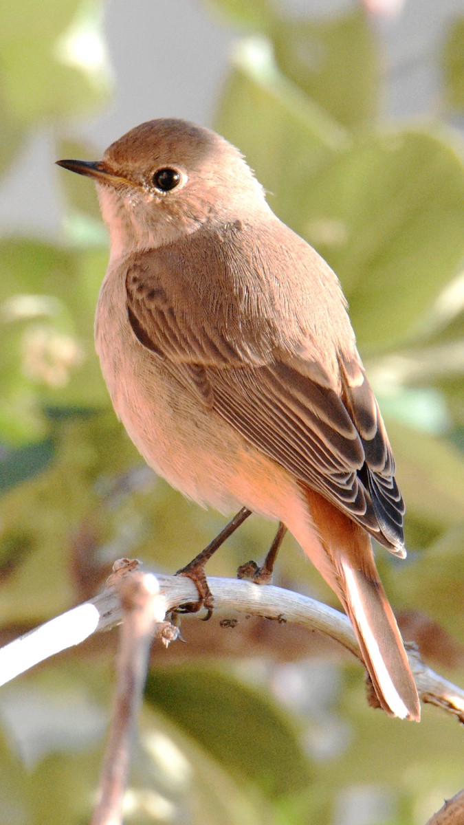 Common Redstart - ML645198819