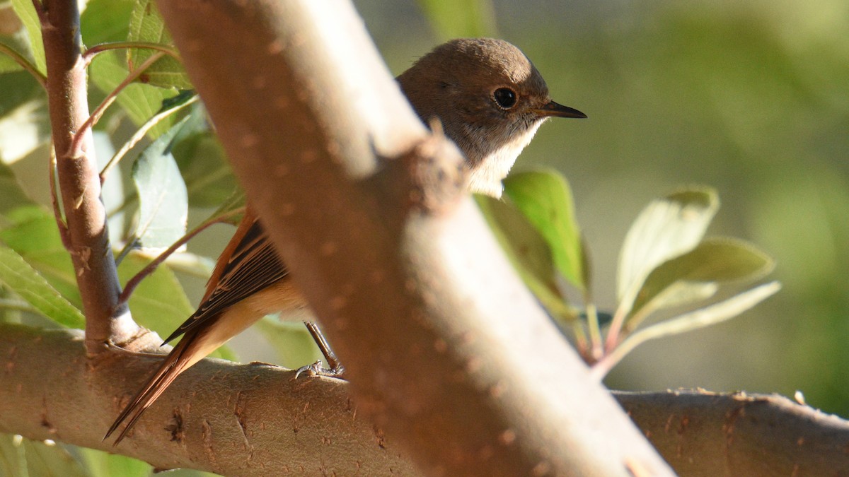 Common Redstart - ML645198820