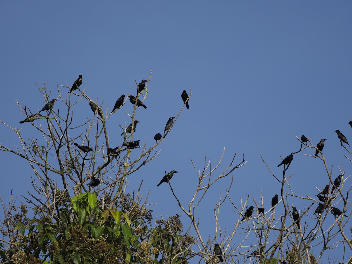 špaček rudooký - ML645198881