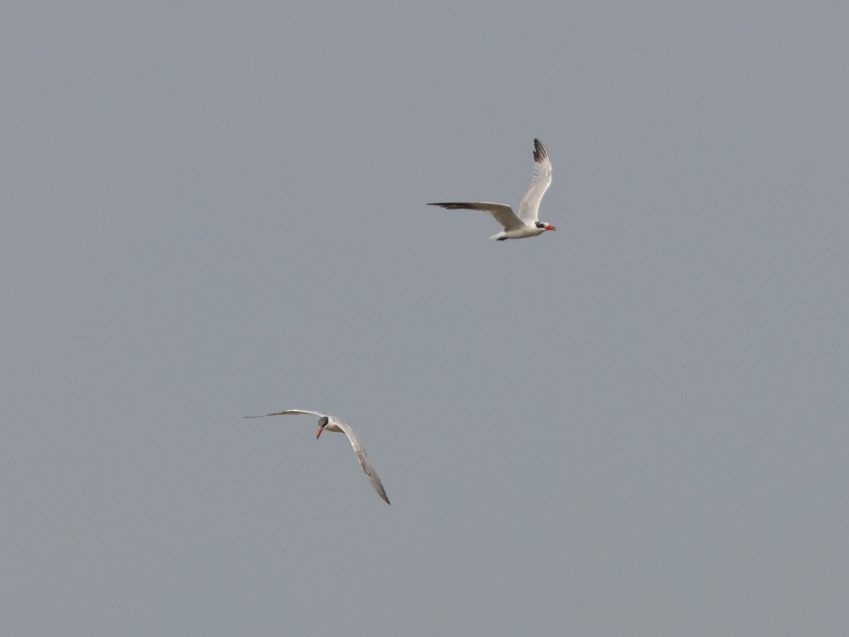 Hazar Sumrusu - ML645198902