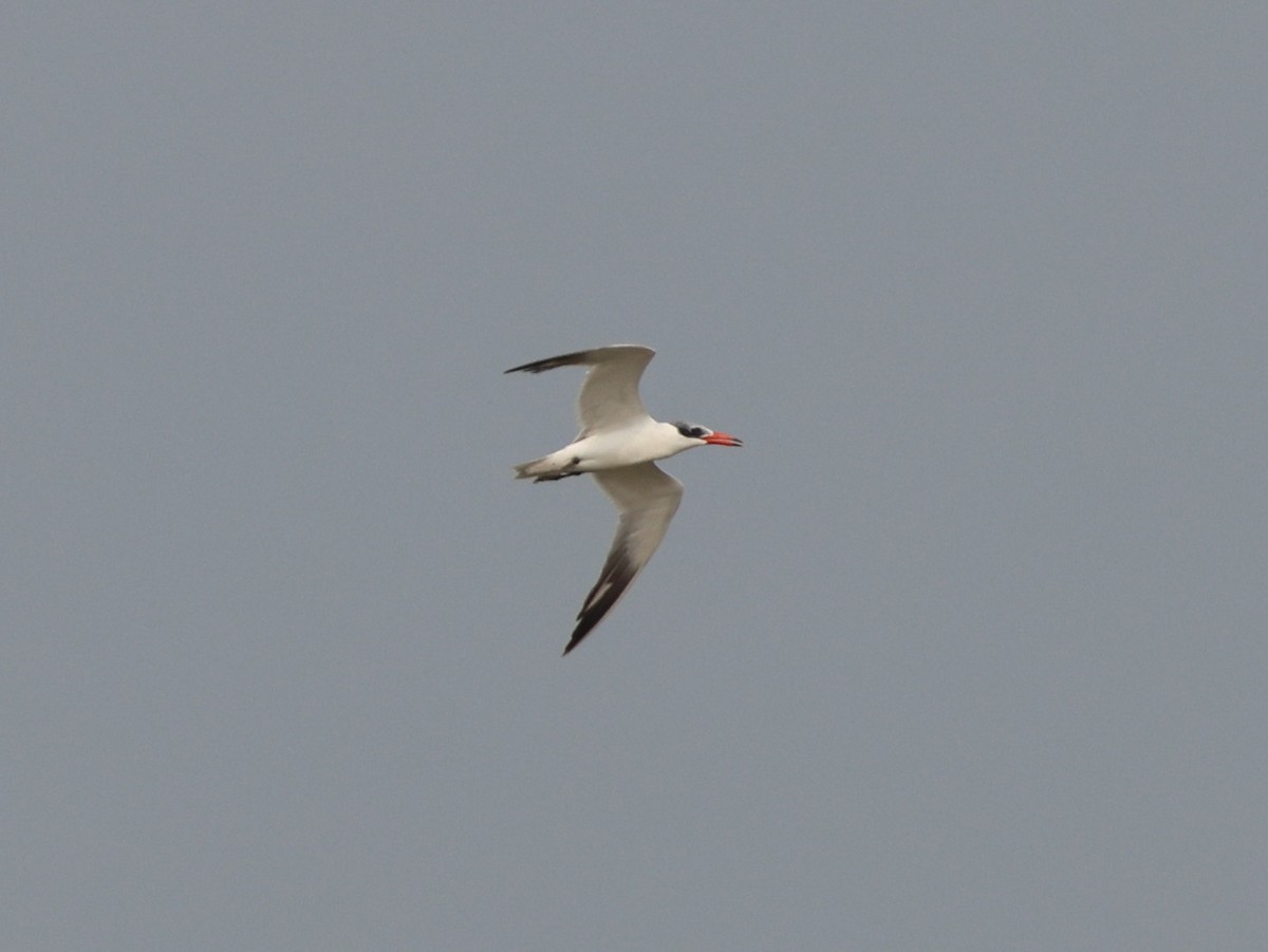 Hazar Sumrusu - ML645198903