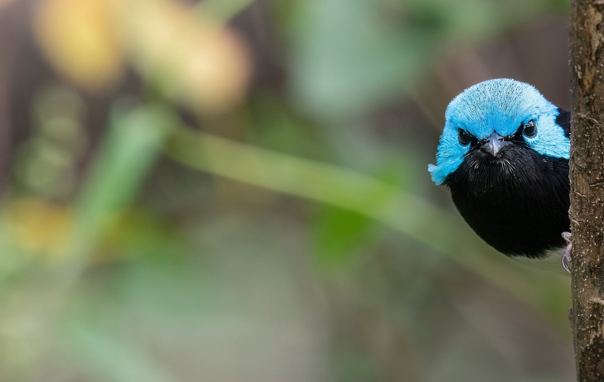 Variegated Fairywren - ML645198910