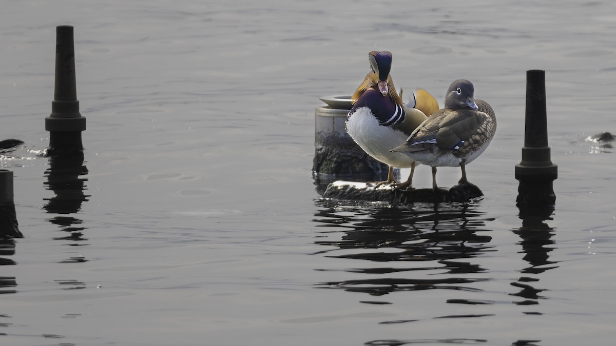 Mandarin Duck - ML645198913