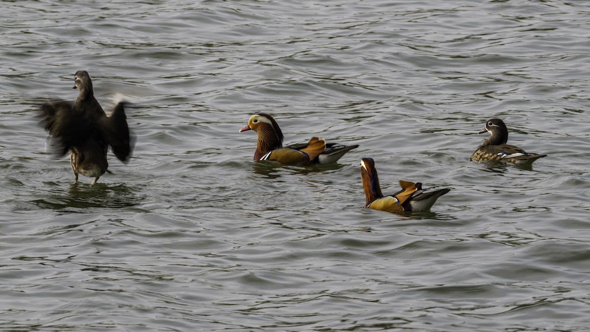 Mandarin Duck - ML645198929